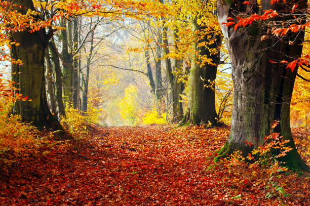 istock Autumn, fall forest. Path of red leaves towards light. 692982588