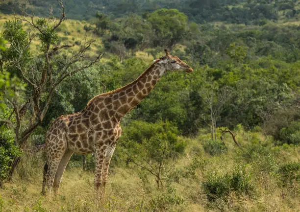 Giraffes at the woodland in South Africa