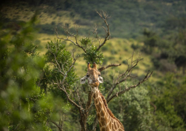 istock Giraffes at the woodland 692983554