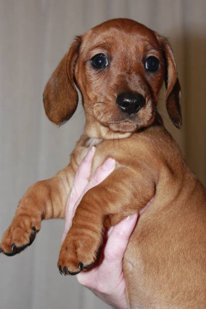 istock Miniature Dachshund Puppy 692983960