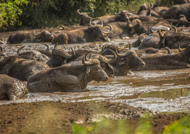 Water buffaloes in pond