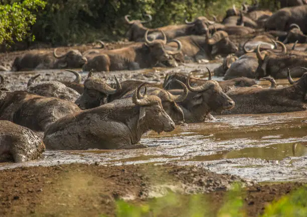 A herd of african buffolos lying in the mud