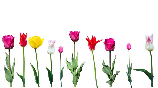 tulipani su sfondo bianco - horse cutting competition foto e immagini stock