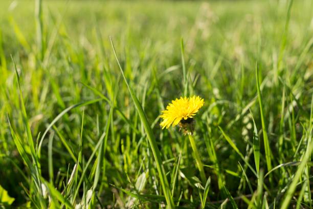 Yellow dandelion in the grass. Yellow dandelion in the grass. Slovakia red routine land insects stock pictures, royalty-free photos & images