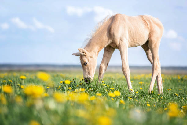 портрет красивого жеребенка. - horse black stallion friesian horse стоковые фото и изображения