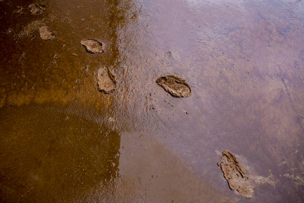 istock Shoes trace on the mud after raining. 692989922