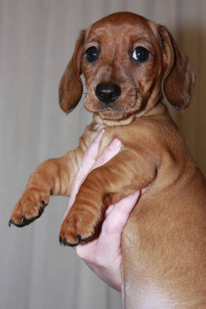 istock Miniature Dachshund Puppy 692990156
