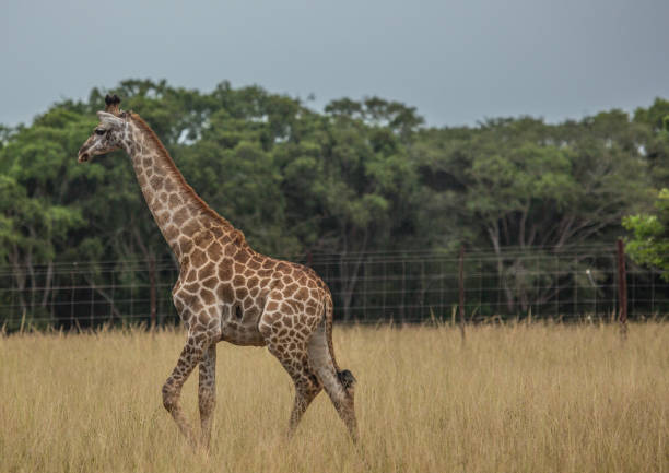 istock Young giraffe at the grasslands 692992466