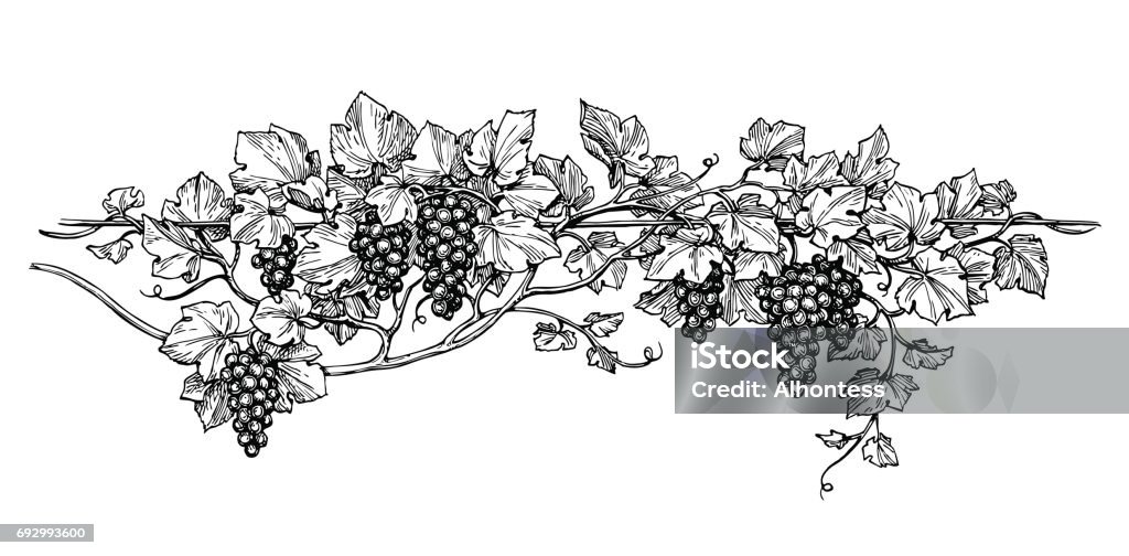 Grapevine ink sketch Hand drawn vector illustration of grapes. Vine sketch isolated on white background. Vineyard stock vector