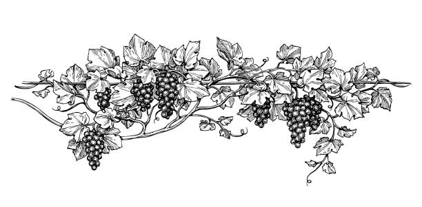 Grapevine ink sketch Hand drawn vector illustration of grapes. Vine sketch isolated on white background. etching illustrations stock illustrations