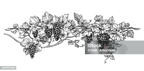 Grapevine Ink Sketch Stock Illustration - Download Image Now - Vineyard, Grape, Vine - Plant