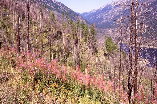 Fireweed regrowth after forest fires above Lake Como in the Bitteroot Mountains Montana
