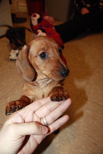 istock Miniature Dachshund Puppy 692996074