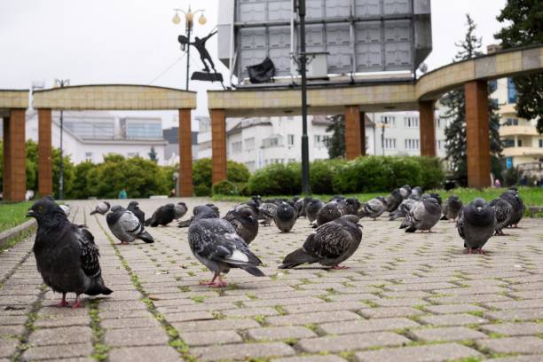 istock Freezing Pigeons in the town. 692996202