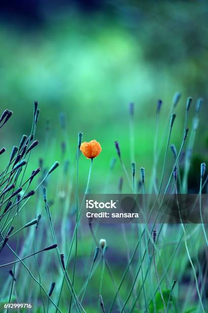 Field With Flowers Stock Photo - Download Image Now - Agricultural Field, Flower, Green Color