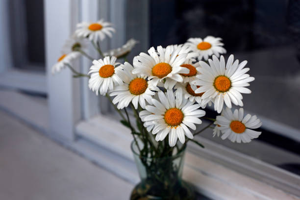 istock Bouquet of camomiles on a window sill 692999826