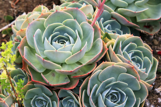 sempervivum soboliferum - soboliferum foto e immagini stock