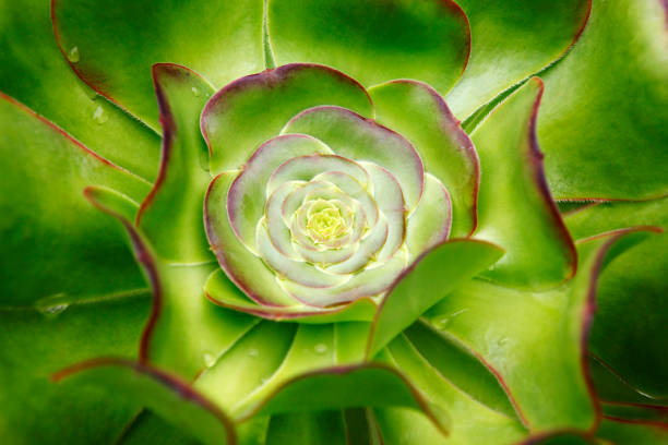 sempervivum soboliferum - soboliferum foto e immagini stock