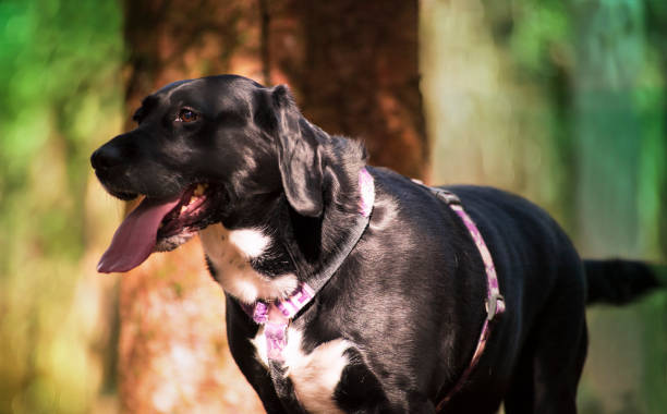 Beautiful black dog in forest.