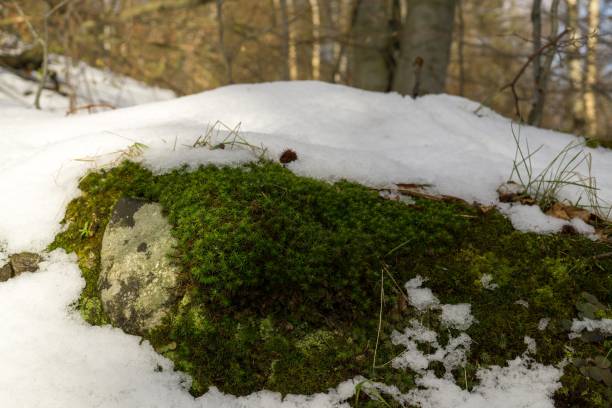 istock Nature covered in snow during winter. 693006536