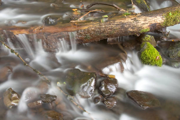 istock Green Mossy Ferns Grow Rocks Water Flowing River Stream 693006596