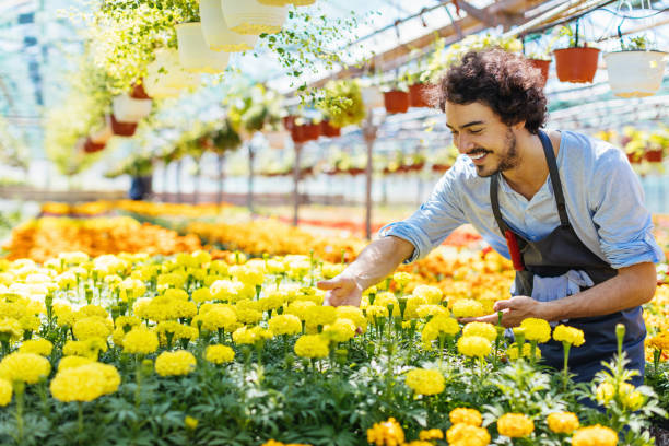 istock Happy gardener in the nursery 693007334