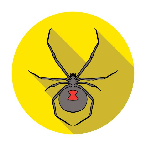 istock Black widow spider icon in flat style isolated on white background. Insects symbol stock vector illustration. 693007392