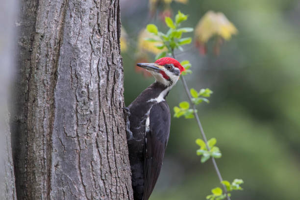 istock Pileated woodpecker in spring 693009726