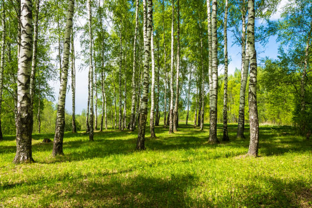 istock Birch grove on a bright Sunny day. 693009934