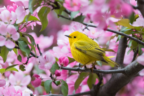 Yellow warbler Yellow warbler in blossom songbird photos stock pictures, royalty-free photos & images
