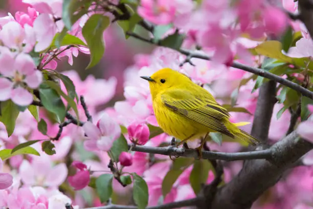 Yellow warbler in blossom
