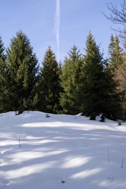 istock Nature covered in snow during winter. 693010100