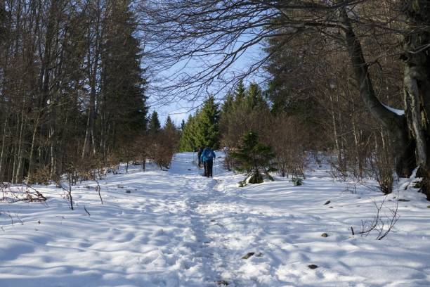 istock Nature covered in snow during winter. 693010122