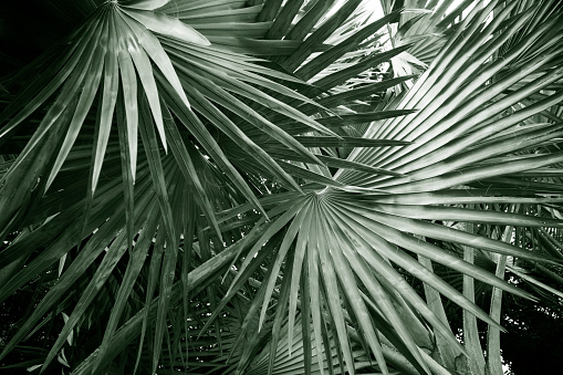 Big leaves of palm tree