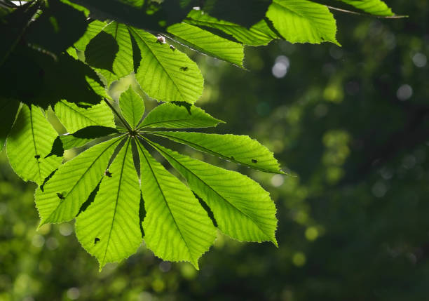 Carl Linnaeus named the genus Aesculus after the Roman name for an edible acorn. Common names for these trees include \