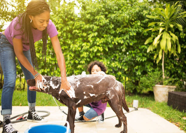 istock Groomer and dog 693013474