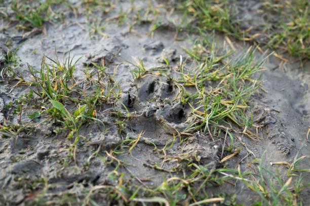 istock Dog footprint in the mud. 693013840