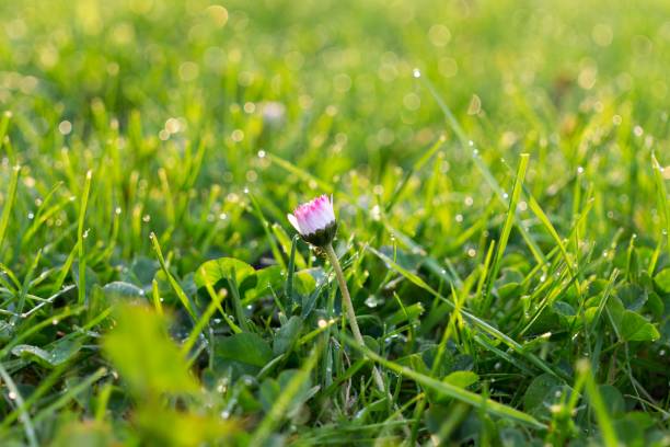 istock Daisy in the grass covered by morning dew. 693014452