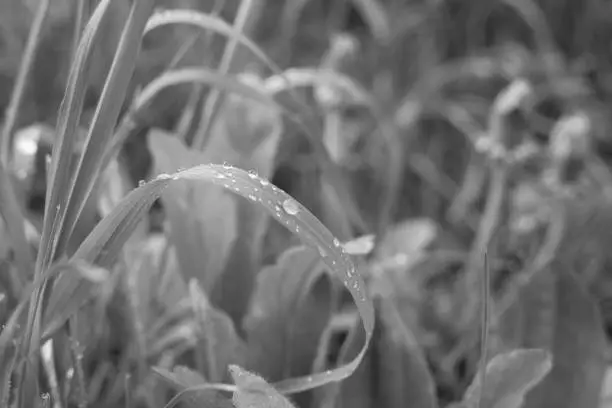 Morning dew droplets on grass. Slovakia