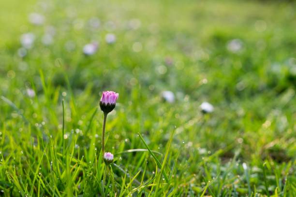 istock Daisy in the grass covered by morning dew. 693014476
