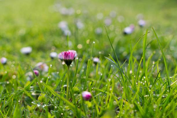 istock Daisy in the grass covered by morning dew. 693014482