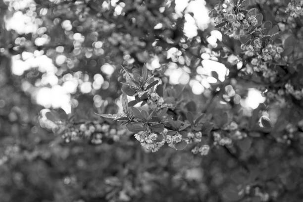 istock Leaves in the grass covered by morning dew. 693014500