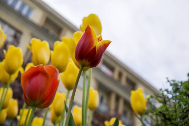 istock Tulips in the park 693017290