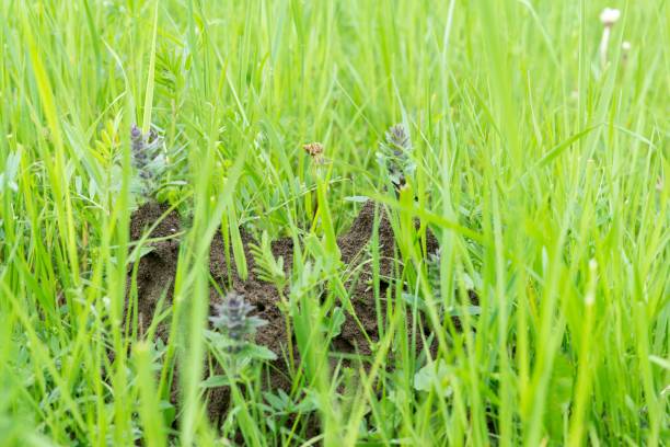istock Anthill in the middle of the grass. 693020264