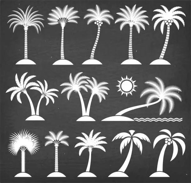 Vector illustration of Tropical Palm Tree Vector Illustrations on Black Chalkboard