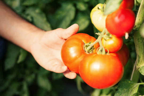 istock Tomato in green house close up shot 693023840