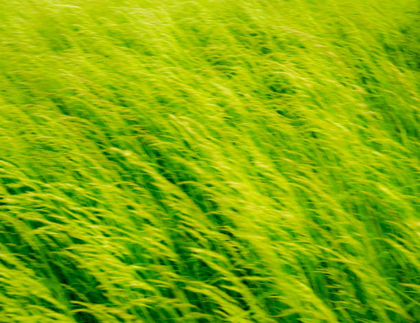 Summer wind in the grass.Abstract blurred nature background.