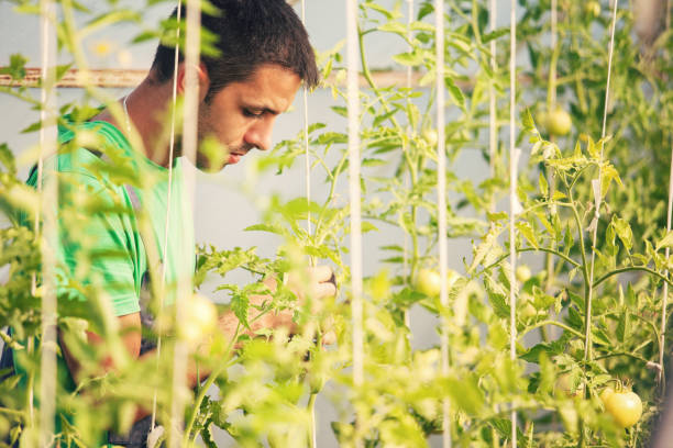 istock Young farmer in the green house 693023998