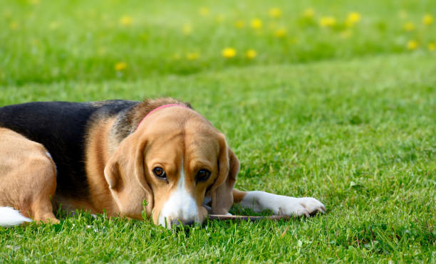 istock Beagle dog lying on the green grass. 693026086
