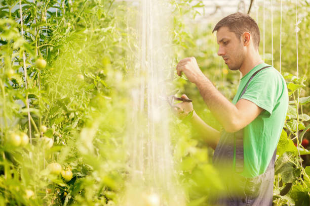 istock Young man working ih green house 693026154